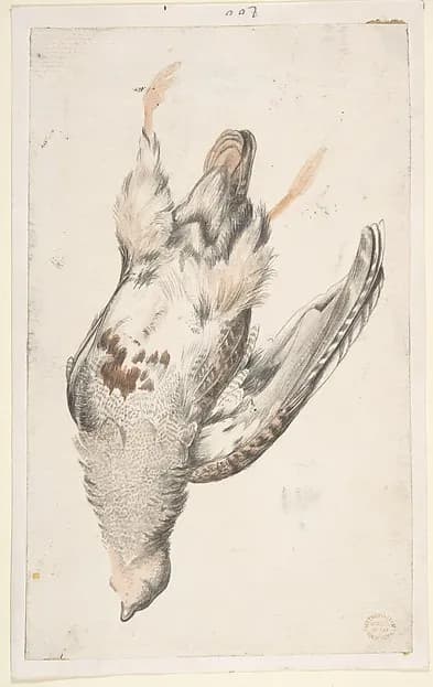 A Dead Bird (Quail?) Seen from Below by Count Giorgio Durante (Duranti) depicting Numbers 11